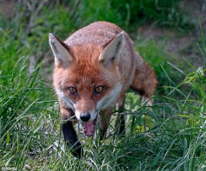 Do foxes present a risk to humans?