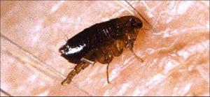 The Fleas tough body is able to withstand great pressure