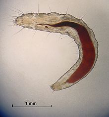 Flea larvae emerge from the eggs to feed on any available organic material