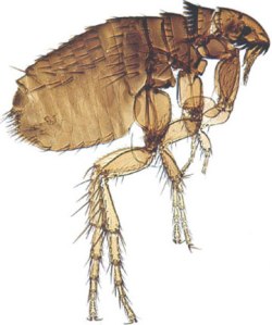 Female fleas can lay 5000 or more eggs over their lifetime